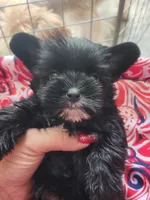 Olive teacup , a female Yorkshire Terrier for sale in Starke, FL – 1 of 4