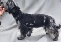 Fiona , a  Yorkshire Terrier for sale in Fort White, FL – 2 of 2