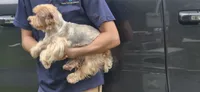 Maple, a female Yorkshire Terrier for sale in Starke, FL – 3 of 3