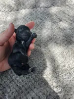 Fiona 1 Black and white female, a female Yorkshire Terrier for sale in Starke, FL – 3 of 5