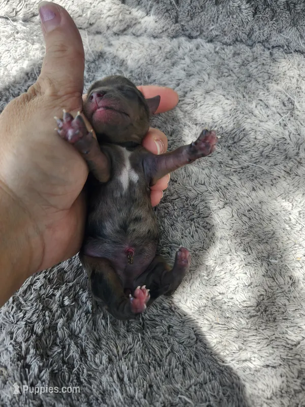 Fiona pup 5 Merle female  – Yorkshire Terrier puppy for sale in Starke, FL