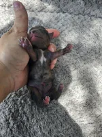 Fiona pup 5 Merle female , a female Yorkshire Terrier for sale in Starke, FL – 1 of 2