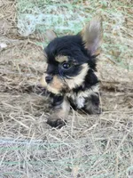 Hopps, a male Yorkshire Terrier for sale in Starke, FL – 4 of 4