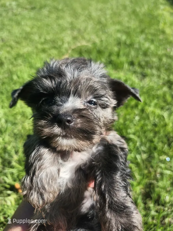 Navy Merle female  – Yorkshire Terrier puppy for sale in Starke, FL