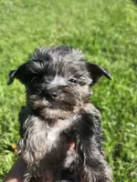 Navy Merle female , a female Yorkshire Terrier for sale in Starke, FL – 1 of 3