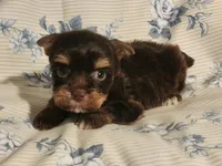 Molasses., a female Yorkshire Terrier for sale in Starke, FL – 3 of 4
