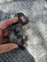 Fiona pup 4 Merle female, a female Yorkshire Terrier for sale in Starke, FL – 3 of 3