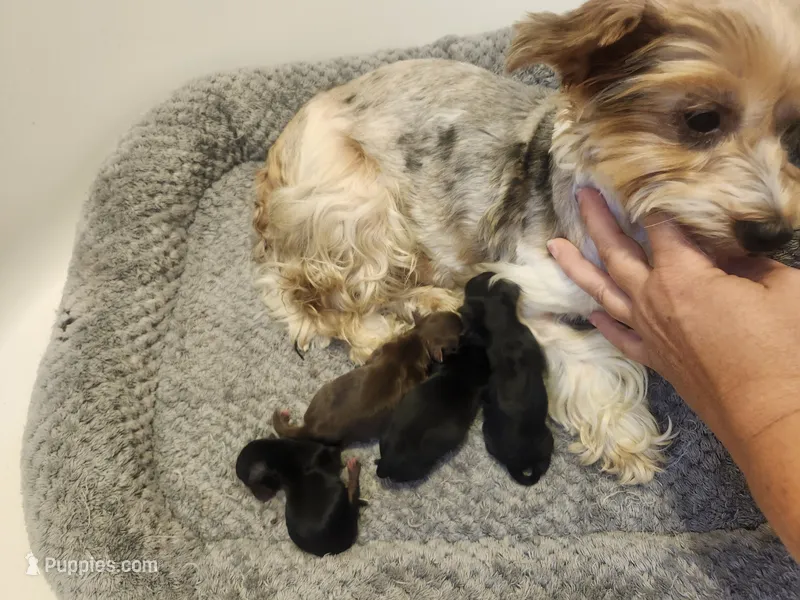 Maple Pup 1 female tri – Yorkshire Terrier puppy for sale in Starke, FL
