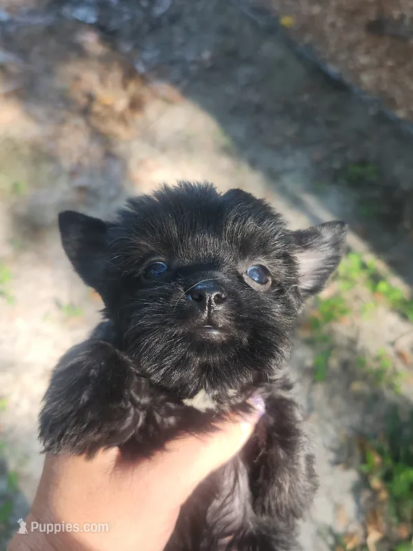 Pepper – Yorkshire Terrier puppy for sale in Starke, FL