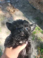 Pepper, a female Yorkshire Terrier for sale in Starke, FL – 1 of 4
