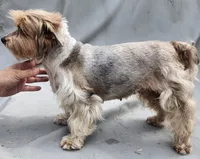 Maple, a  Yorkshire Terrier for sale in Fort White, FL – 1 of 1