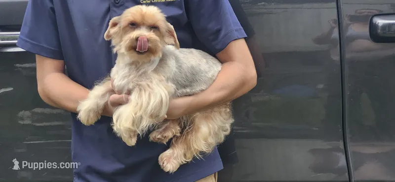 Maple – Yorkshire Terrier puppy for sale in Starke, FL