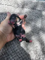 Fiona pup 2 Tri male, a male Yorkshire Terrier for sale in Starke, FL – 2 of 2