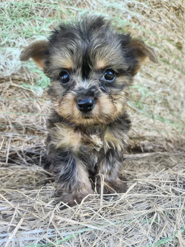 Barley  – Yorkshire Terrier puppy for sale in Starke, FL