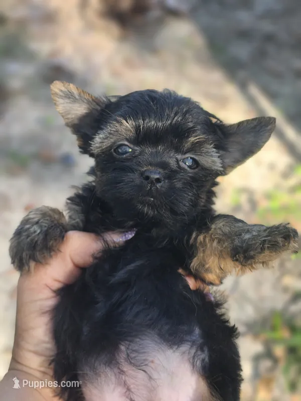 Ebony – Yorkshire Terrier puppy for sale in Starke, FL