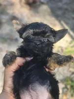 Ebony, a female Yorkshire Terrier for sale in Starke, FL – 1 of 2