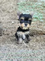 Hopps, a male Yorkshire Terrier for sale in Starke, FL – 1 of 4