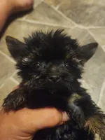 Ebony, a female Yorkshire Terrier for sale in Starke, FL – 2 of 2