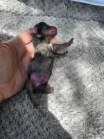 Fiona pup 3 Merle male, a male Yorkshire Terrier for sale in Starke, FL – 2 of 3