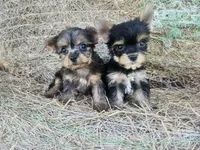 Hopps, a male Yorkshire Terrier for sale in Starke, FL – 3 of 4