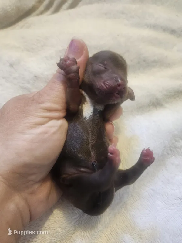 Maple Pup 2 female chocolate  – Yorkshire Terrier puppy for sale in Starke, FL