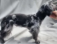 Fiona , a  Yorkshire Terrier for sale in Fort White, FL – 1 of 2