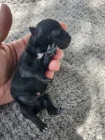 Fiona 1 Black and white female, a female Yorkshire Terrier for sale in Starke, FL – 2 of 5