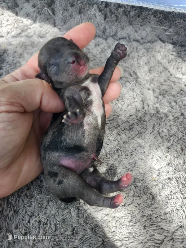 Fiona pup 4 Merle female – Yorkshire Terrier puppy for sale in Starke, FL