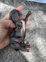 Fiona pup 4 Merle female, a female Yorkshire Terrier for sale in Starke, FL – 1 of 3