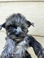 Navy Merle female , a female Yorkshire Terrier for sale in Starke, FL – 2 of 3