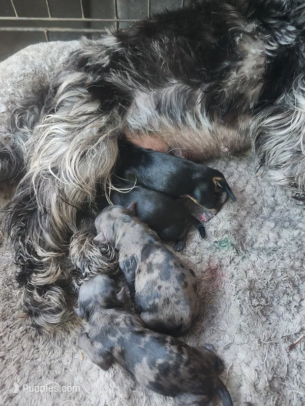 Fiona 1 Black and white female – Yorkshire Terrier puppy for sale in Starke, FL