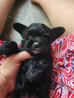 Olive teacup , a female Yorkshire Terrier for sale in Starke, FL – 3 of 4