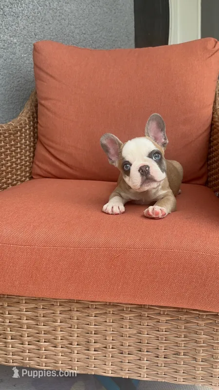 Jackson – French Bulldog puppy for sale in Vero Beach, FL