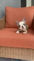 Jackson, a male French Bulldog for sale in Vero Beach, FL – 1 of 1