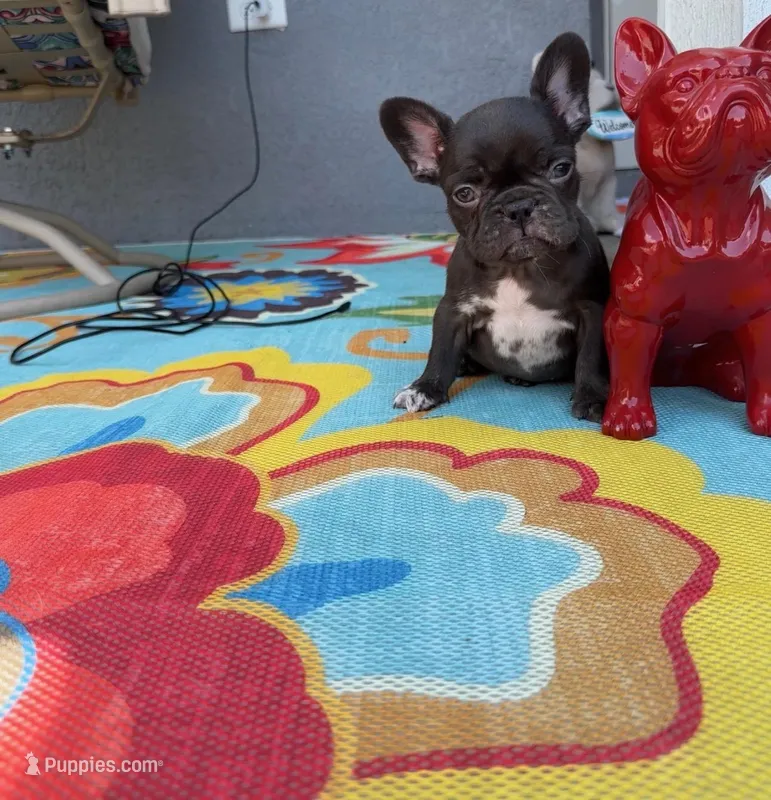 Coco – French Bulldog puppy for sale in Vero Beach, FL