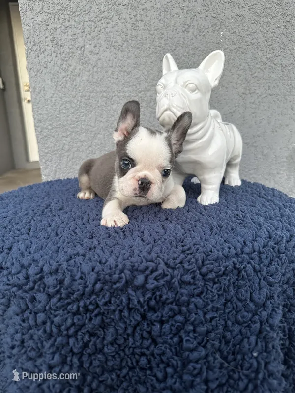 Buster  – French Bulldog puppy for sale in Vero Beach, FL