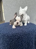 Buster , a male French Bulldog for sale in Vero Beach, FL – 1 of 2