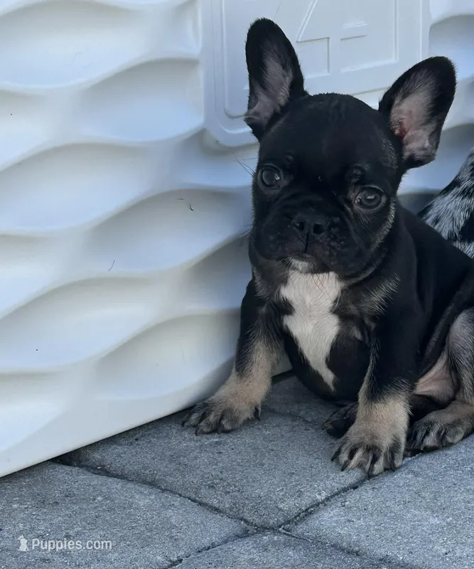 Charlie – French Bulldog puppy for sale in Vero Beach, FL