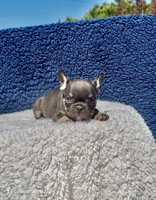 Teddy – French Bulldog puppy for sale in Vero Beach, FL