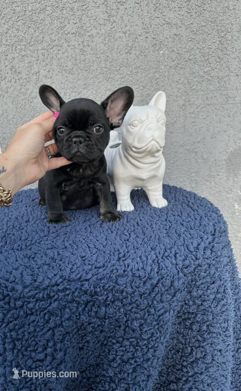Hulk – French Bulldog puppy for sale in Vero Beach, FL