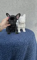 Hulk, a male French Bulldog for sale in Vero Beach, FL – 1 of 1