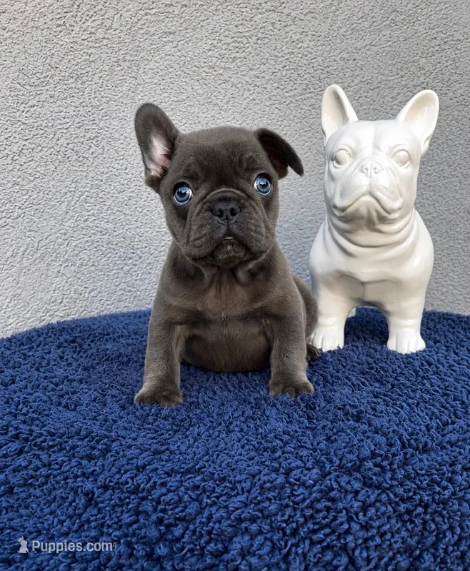 Princess  – French Bulldog puppy for sale in Vero Beach, FL