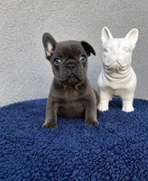 Princess , a female French Bulldog for sale in Vero Beach, FL – 1 of 2