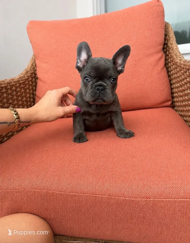 Princess  – French Bulldog puppy for sale in Vero Beach, FL