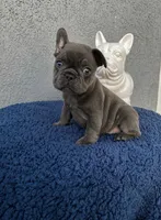 Princess , a female French Bulldog for sale in Vero Beach, FL – 2 of 2