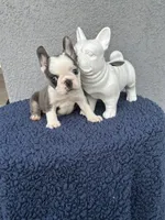 Buster , a male French Bulldog for sale in Vero Beach, FL – 2 of 2
