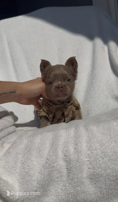 Isabella Fluffy Female