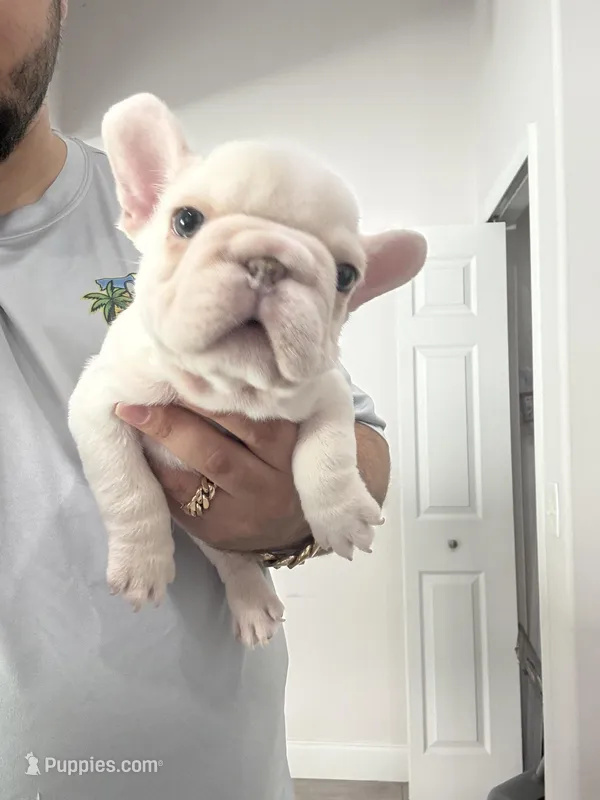 Squirt – French Bulldog puppy for sale in Vero Beach, FL