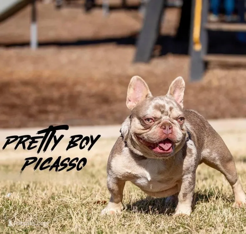 Picasso, a male French Bulldog for sale in Vero Beach, FL – Photo 1 of 1