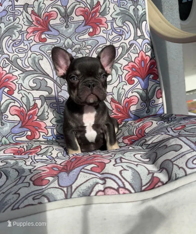 Buddy – French Bulldog puppy for sale in Vero Beach, FL